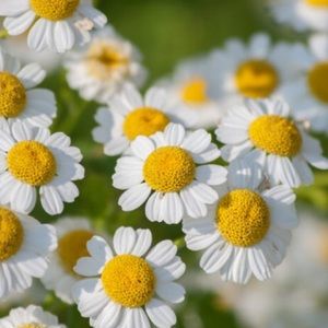 Meet your Posher, Faith